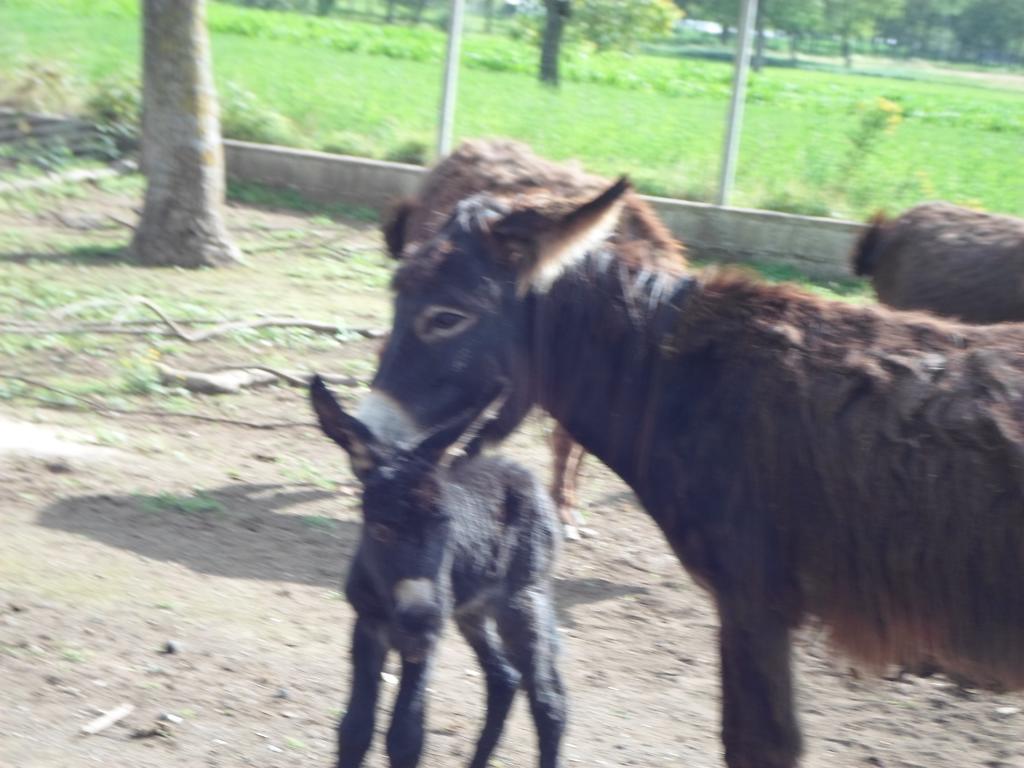Azienda Agrituristica Pericle มอนเตลลา ภายนอก รูปภาพ