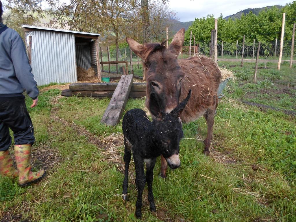Azienda Agrituristica Pericle มอนเตลลา ภายนอก รูปภาพ