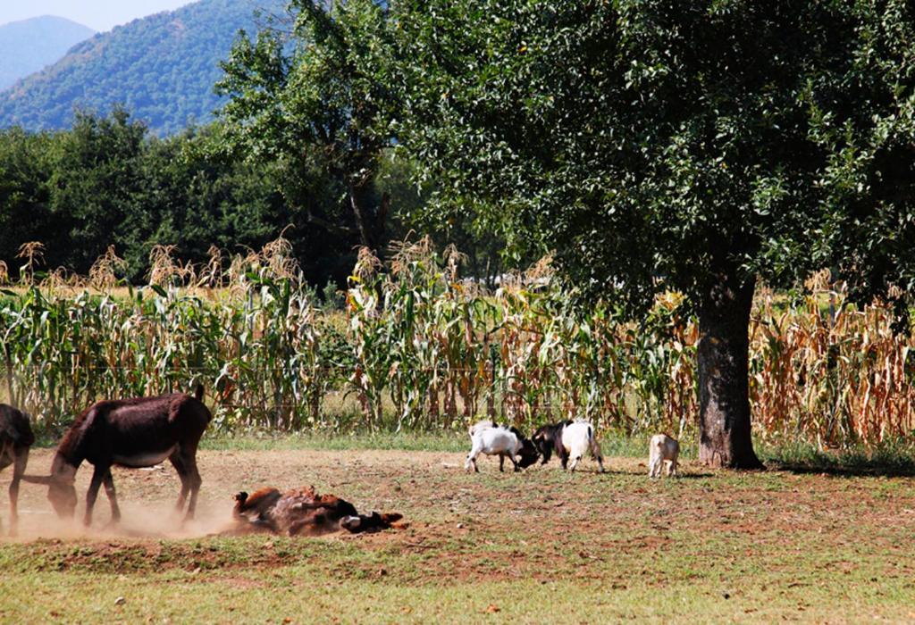 Azienda Agrituristica Pericle มอนเตลลา ภายนอก รูปภาพ